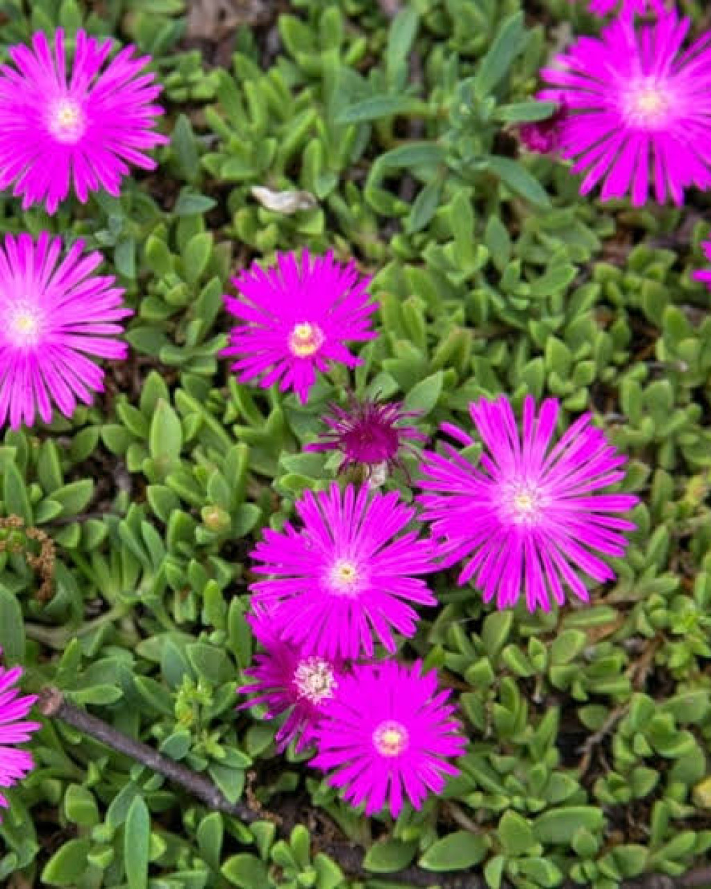 Delosperma stenandrum