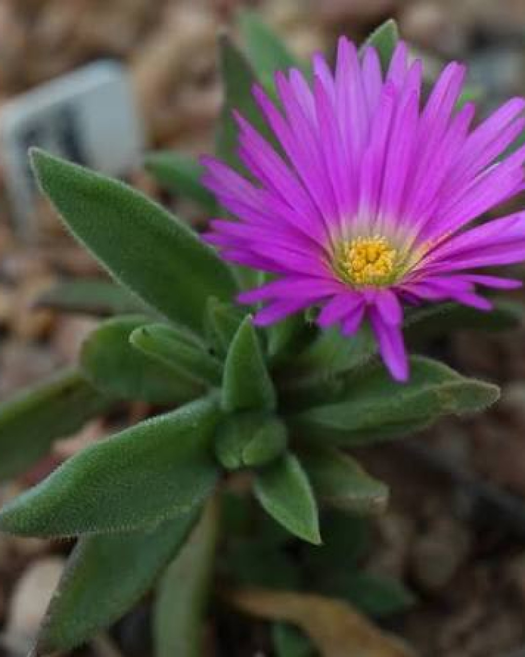 Delosperma sutherlandii