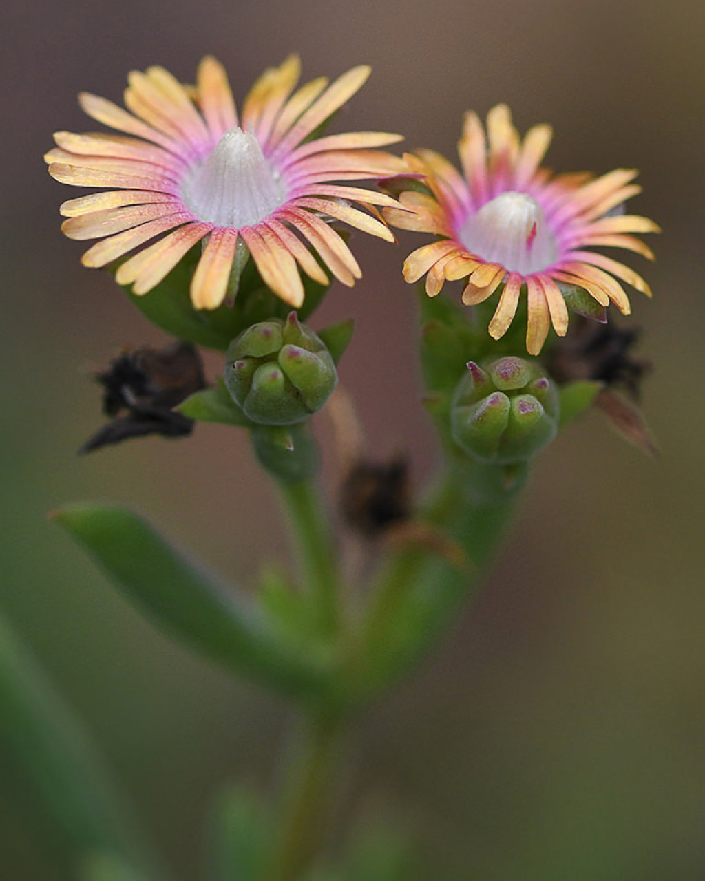 Delosperma testaceum