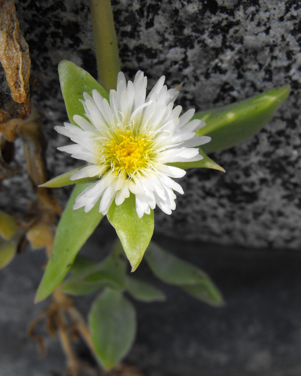 Delosperma tradescantioides