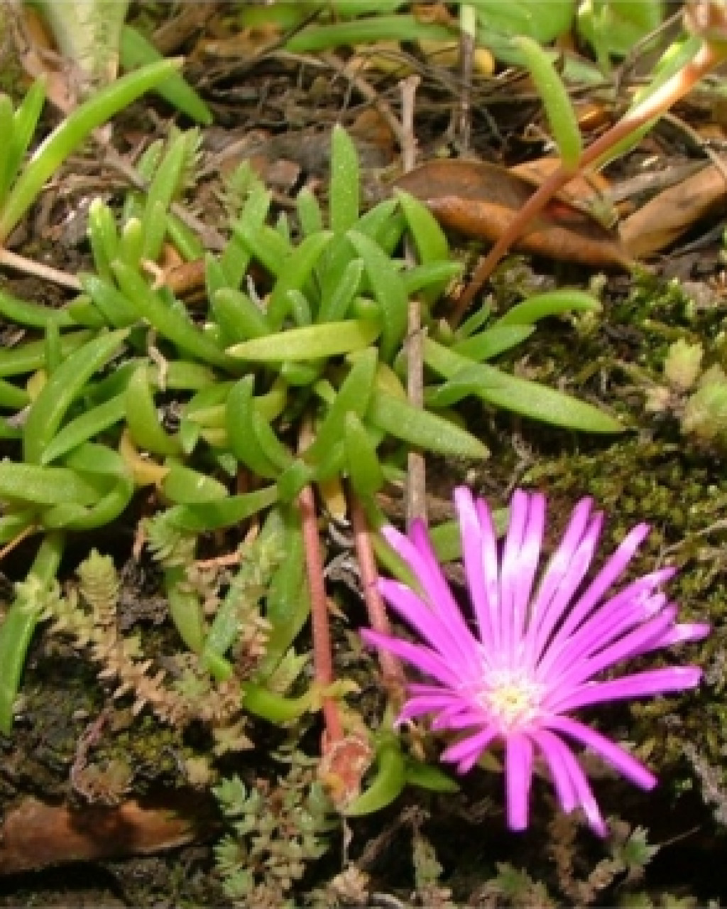 Delosperma zeederbergii