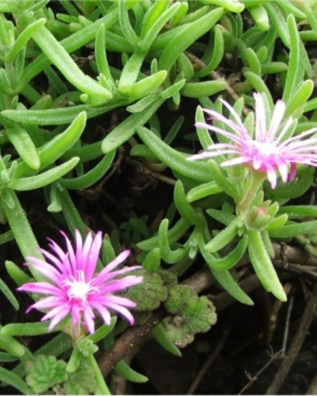 Delosperma zoutpansbergense