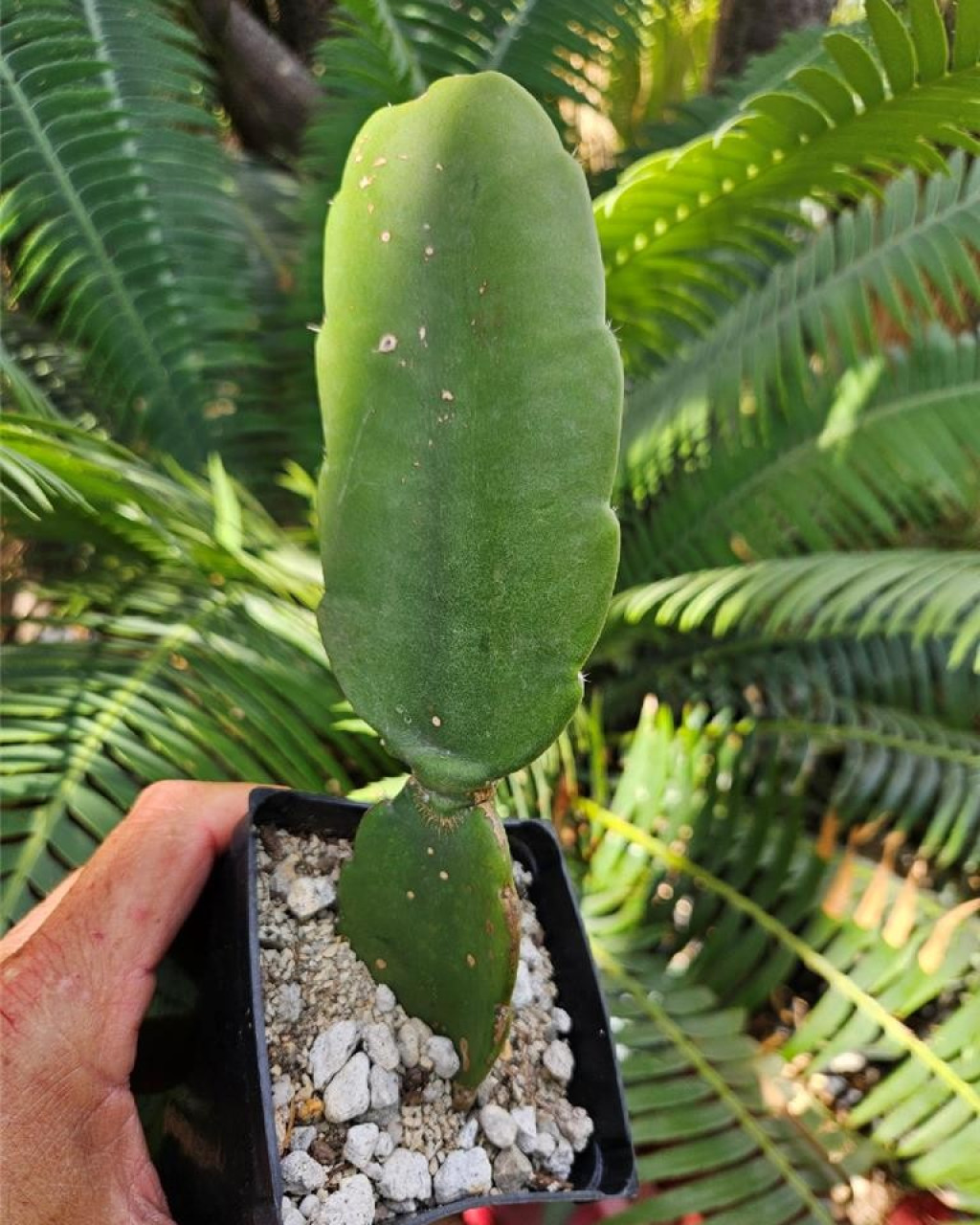 Dendrocereus nudiflorus