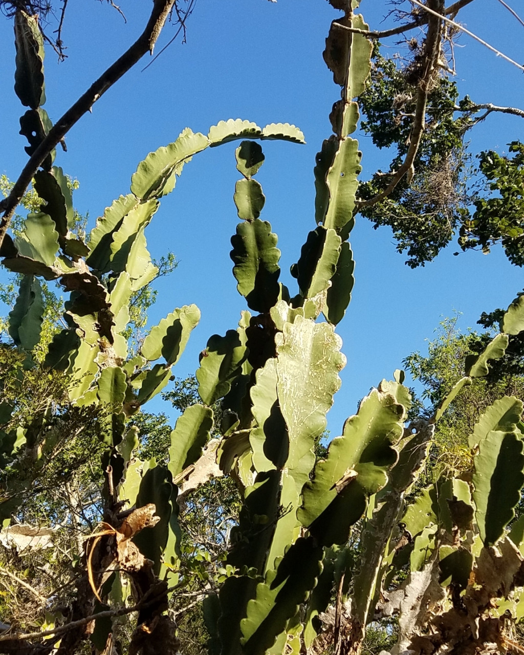 Dendrocereus undulosus