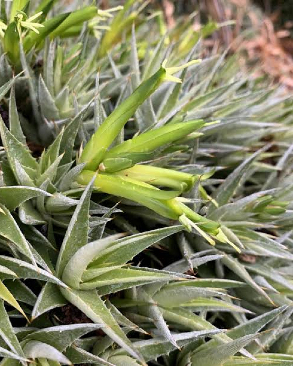 Deuterocohnia