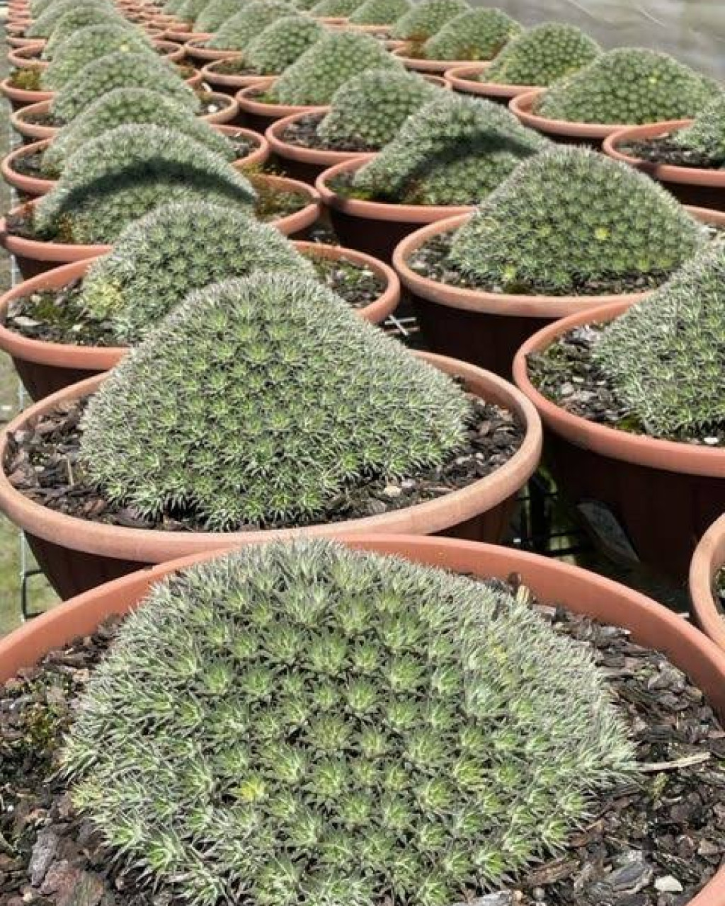 Deuterocohnia brevifolia