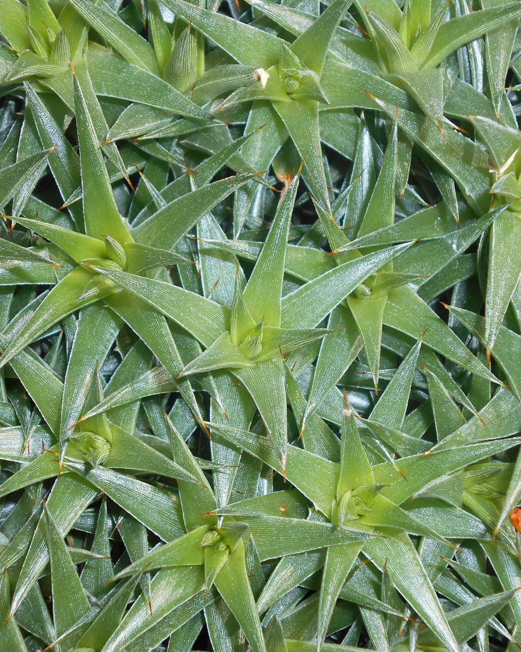 Deuterocohnia lorentziana
