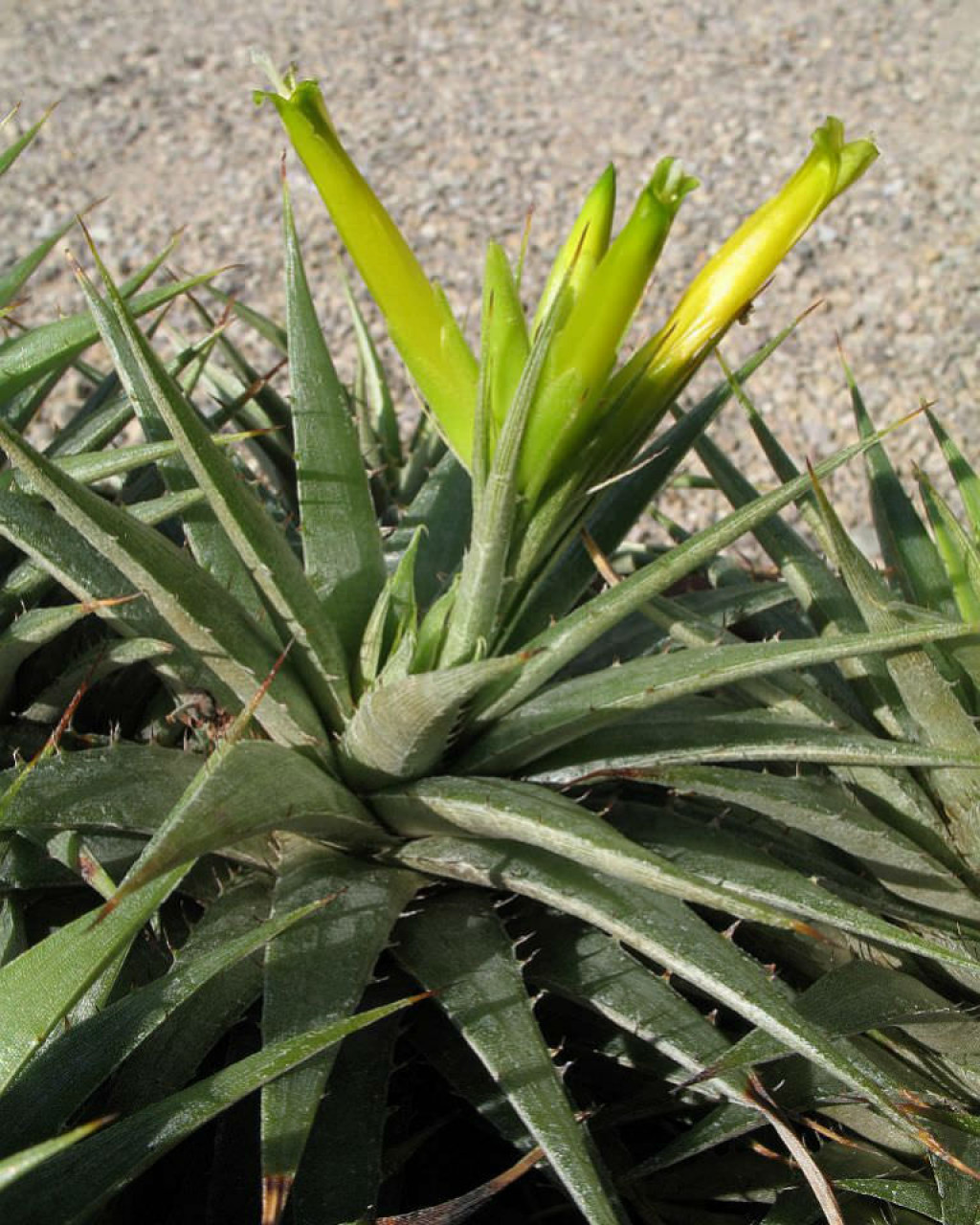 Deuterocohnia scapigera
