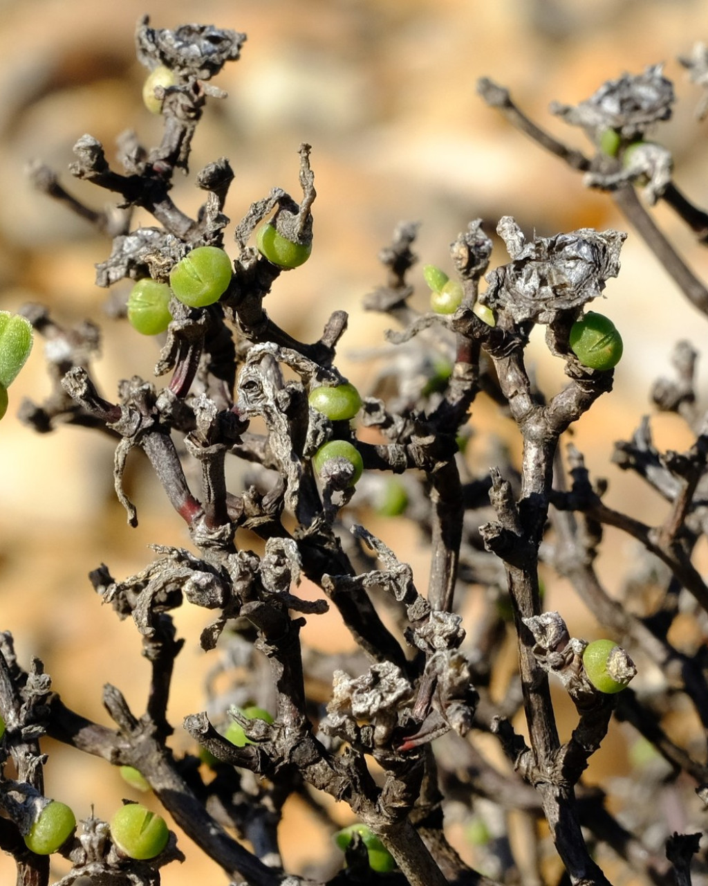Dicrocaulon brevifolium