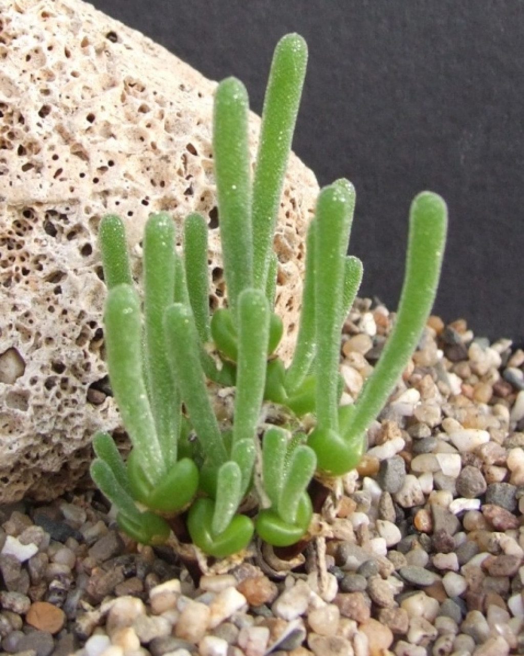 Dicrocaulon grandiflorum