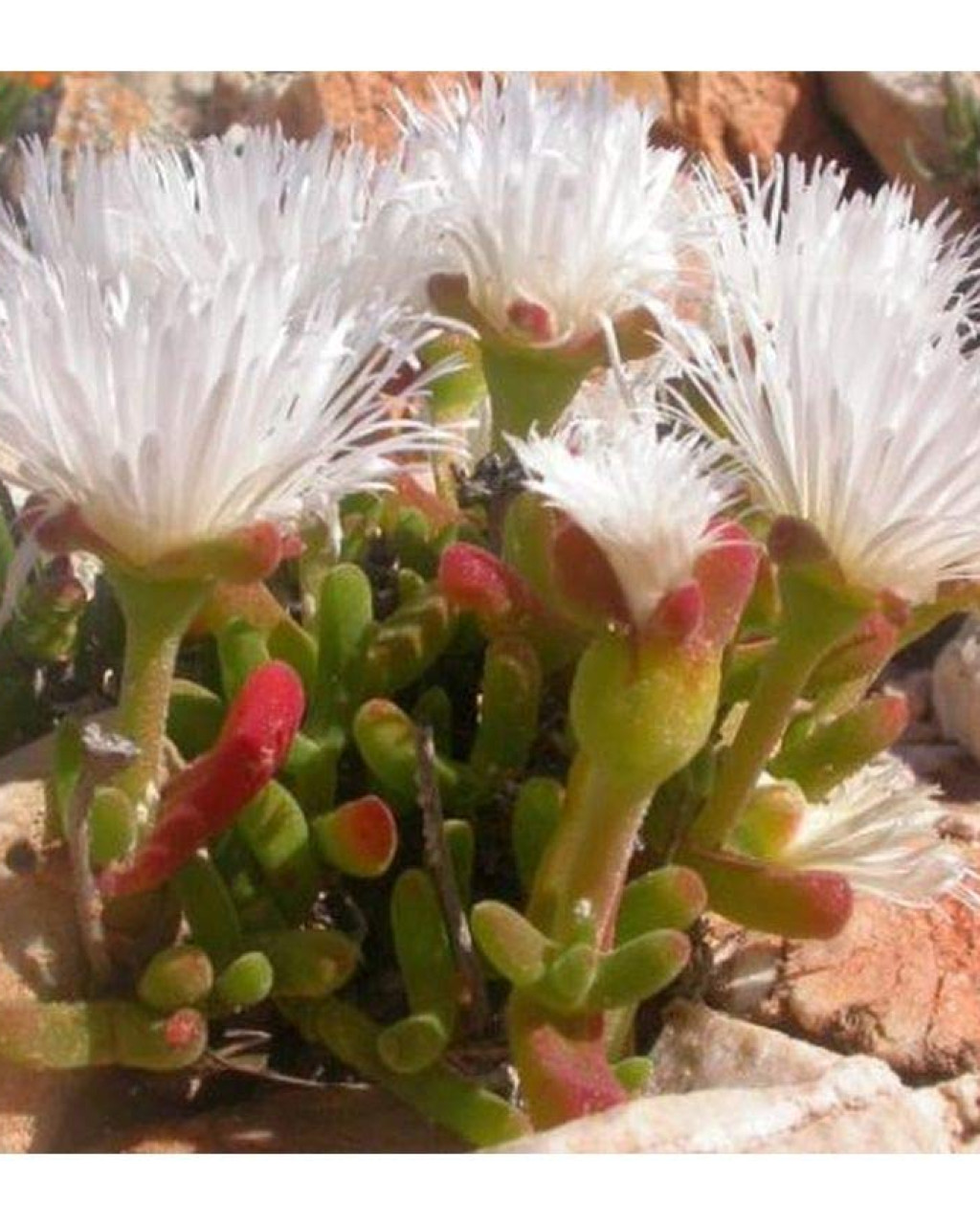 Dicrocaulon microstigma