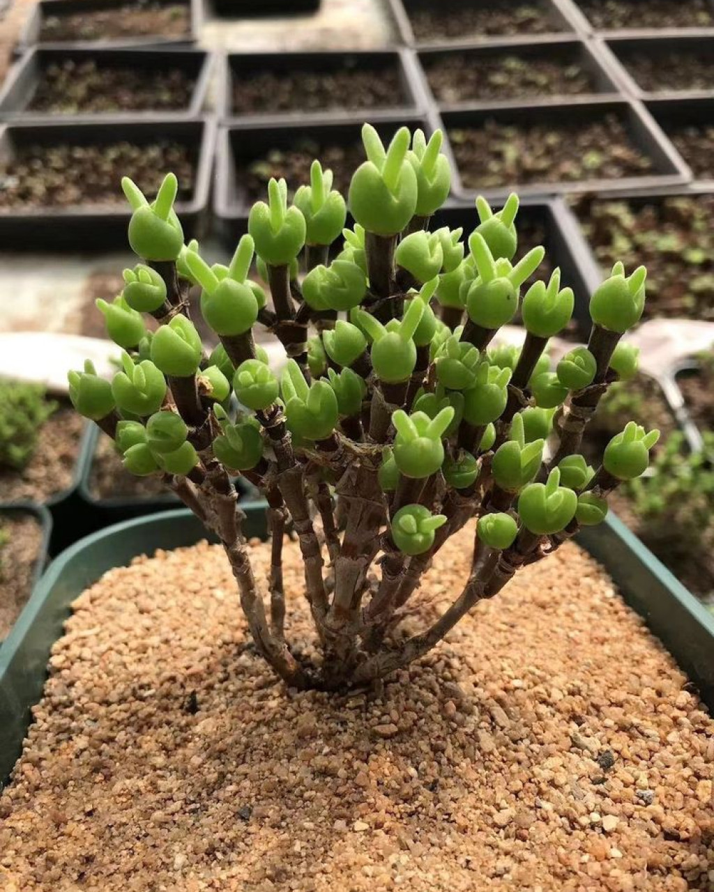 Dicrocaulon ramulosum
