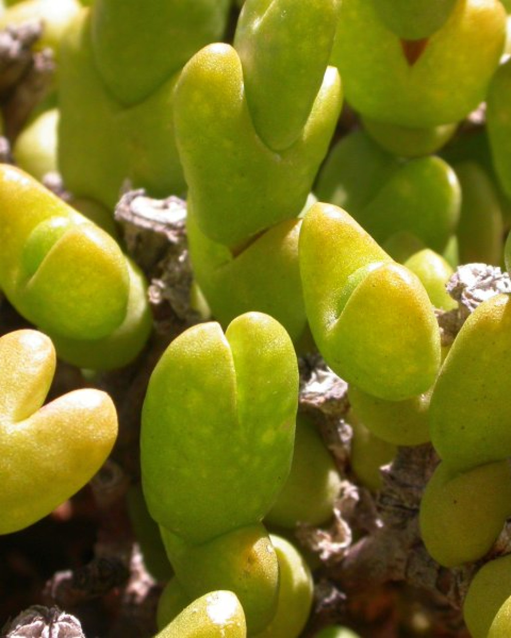 Dicrocaulon spissum