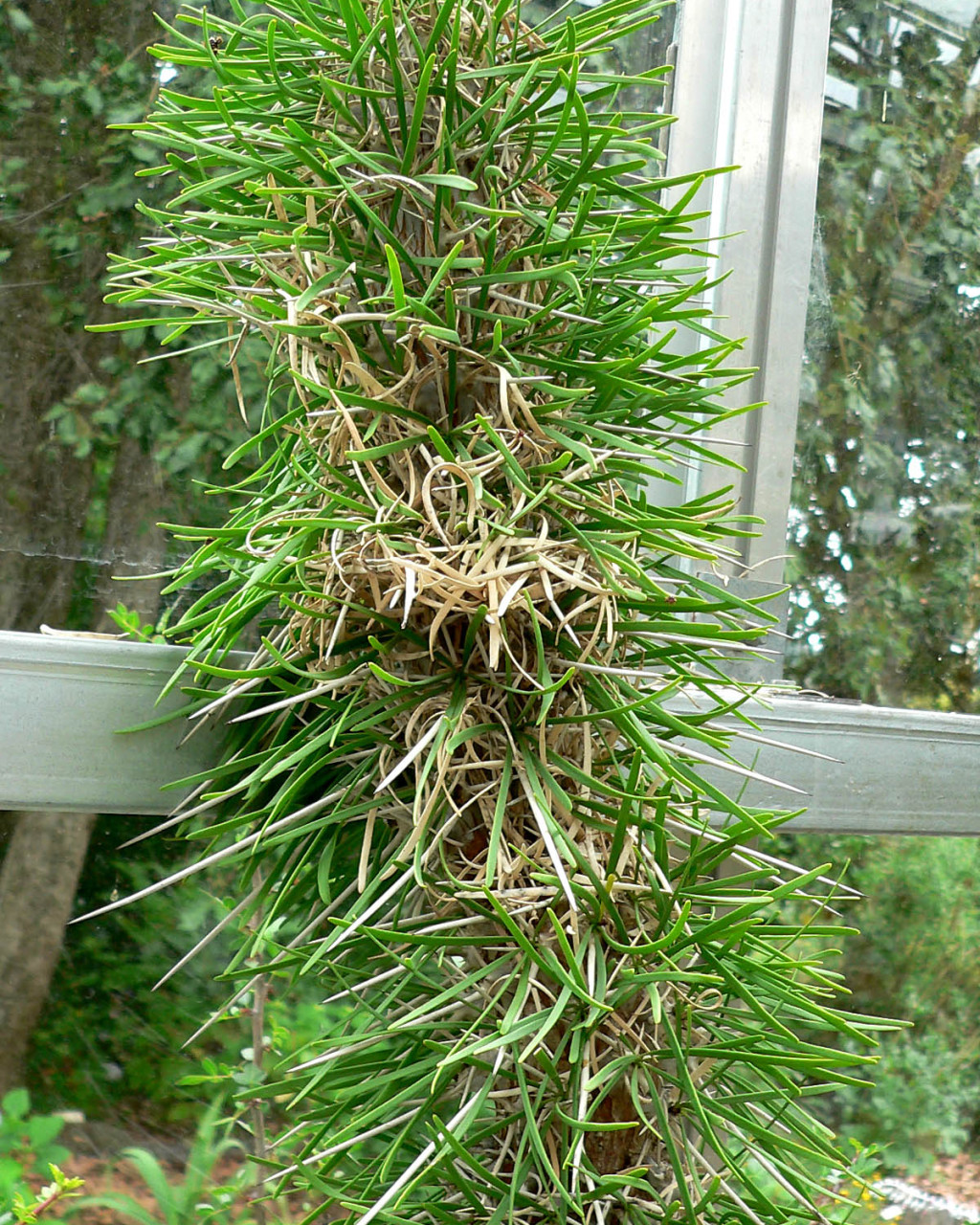 Didierea madagascariensis