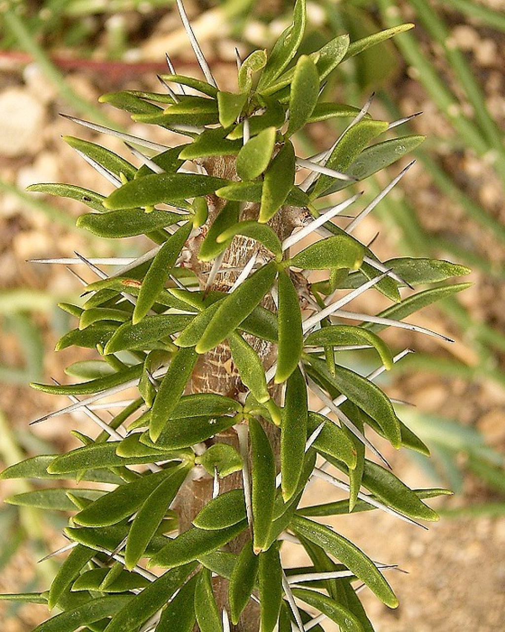 Didierea trolli