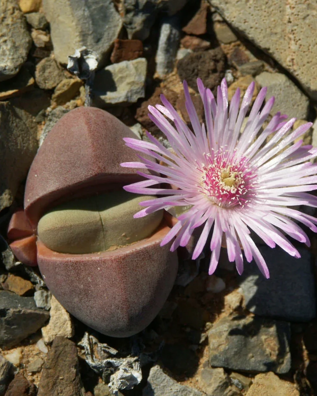 Didymaotus