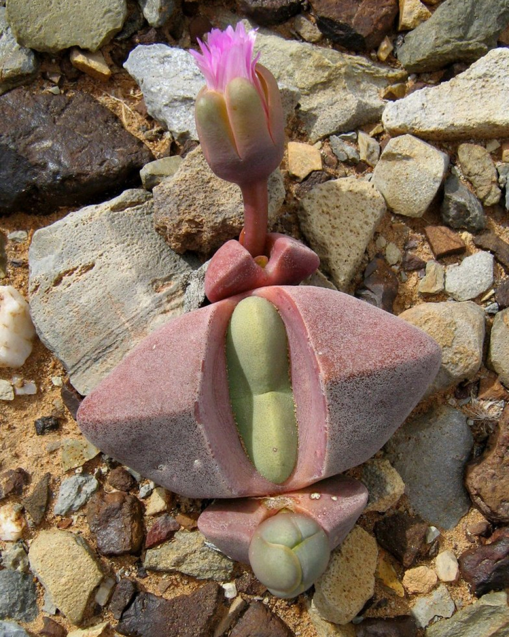 Didymaotus lapidiformis