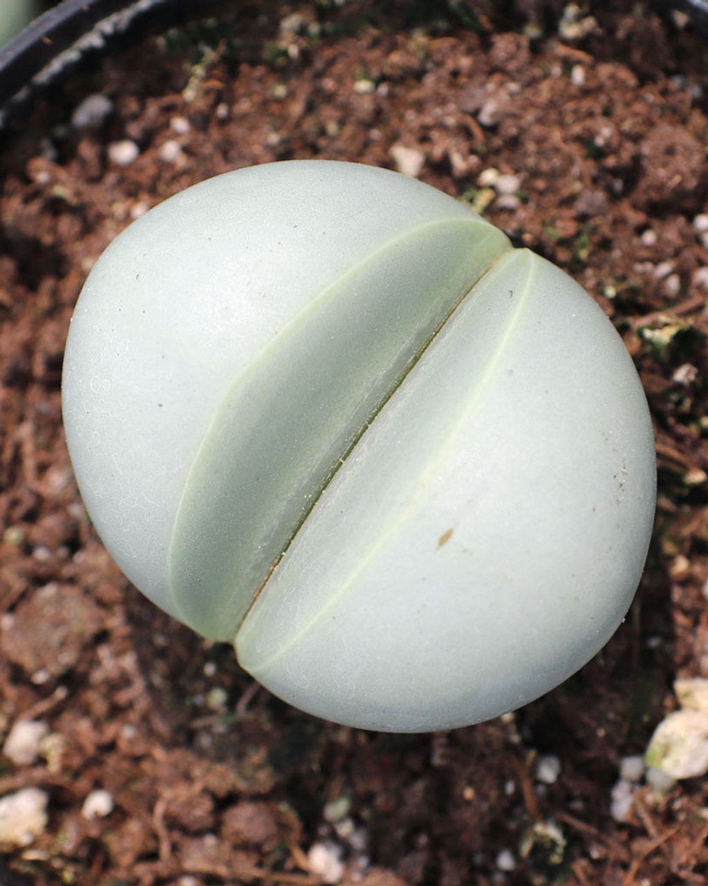 Dinteranthus inexpectatus