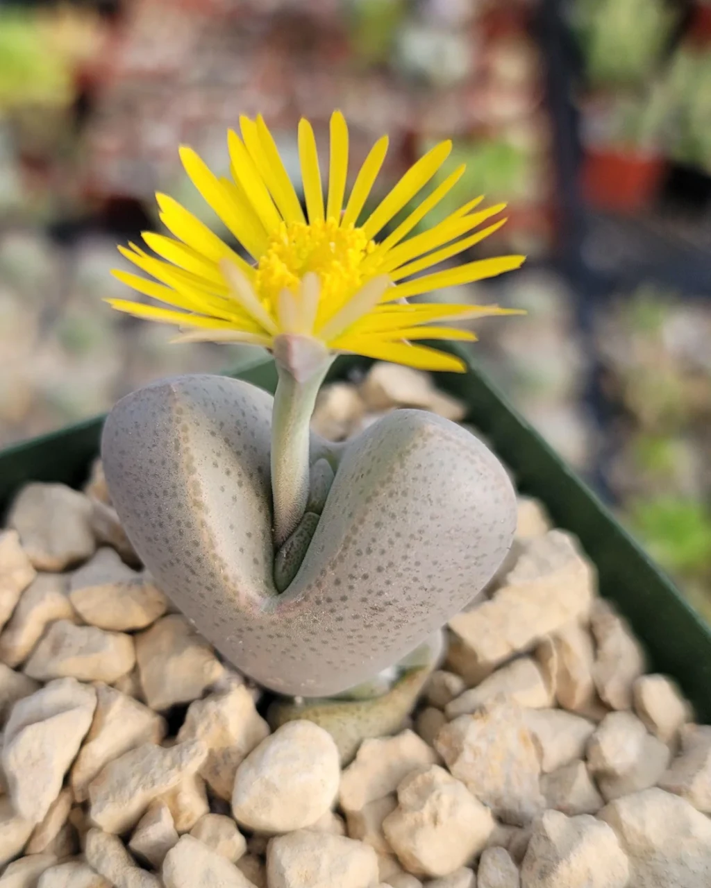 Dinteranthus microspermus
