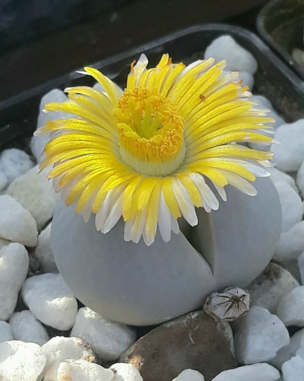 Dinteranthus pole-evansii