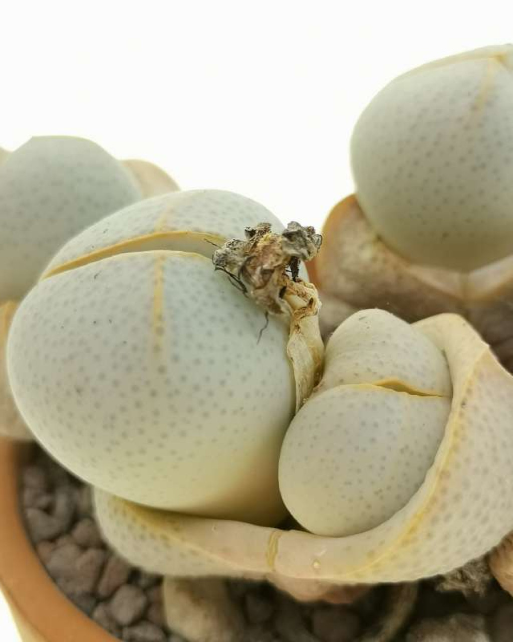 Dinteranthus willmotianus
