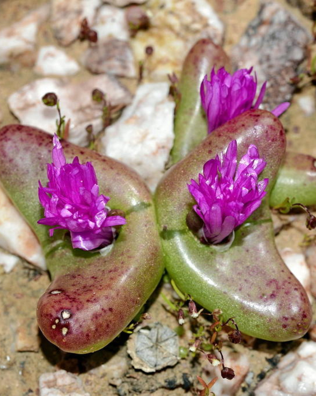 Diplosoma retroversum