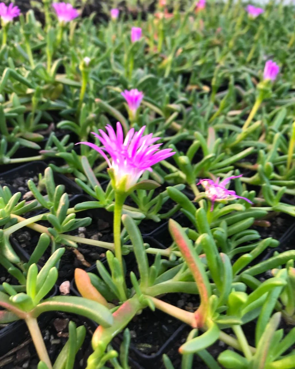 Disphyma crassifolium