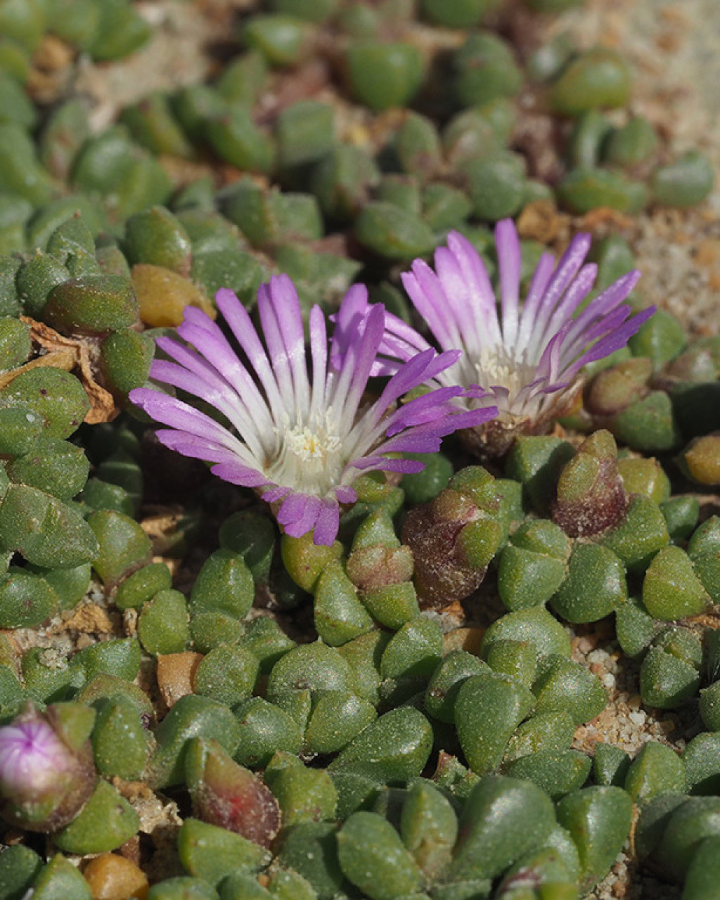 Disphyma dunsdonii