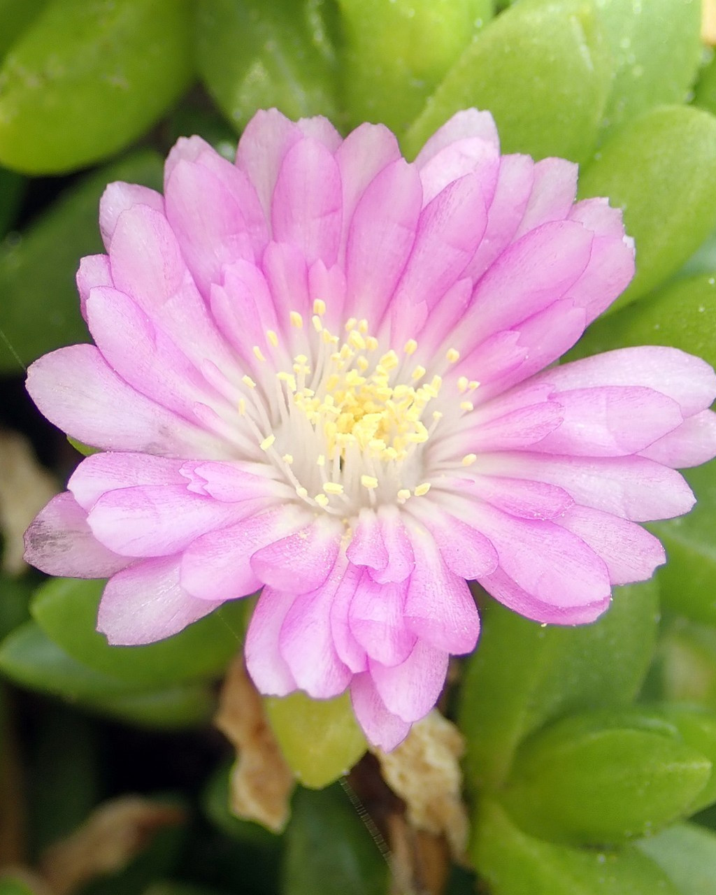Disphyma papillatum