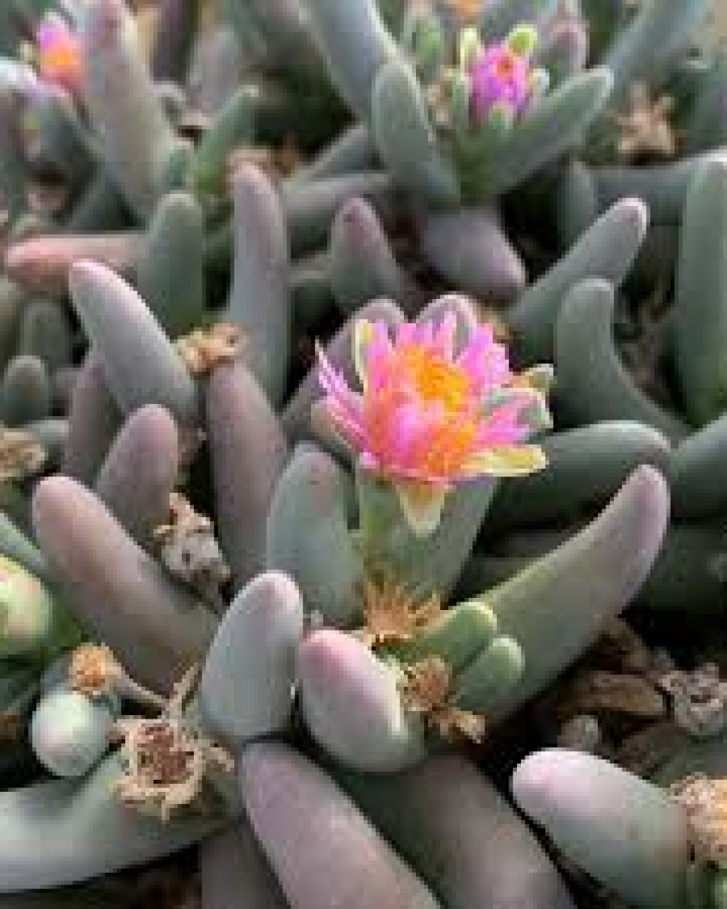 Dracophilus proximus
