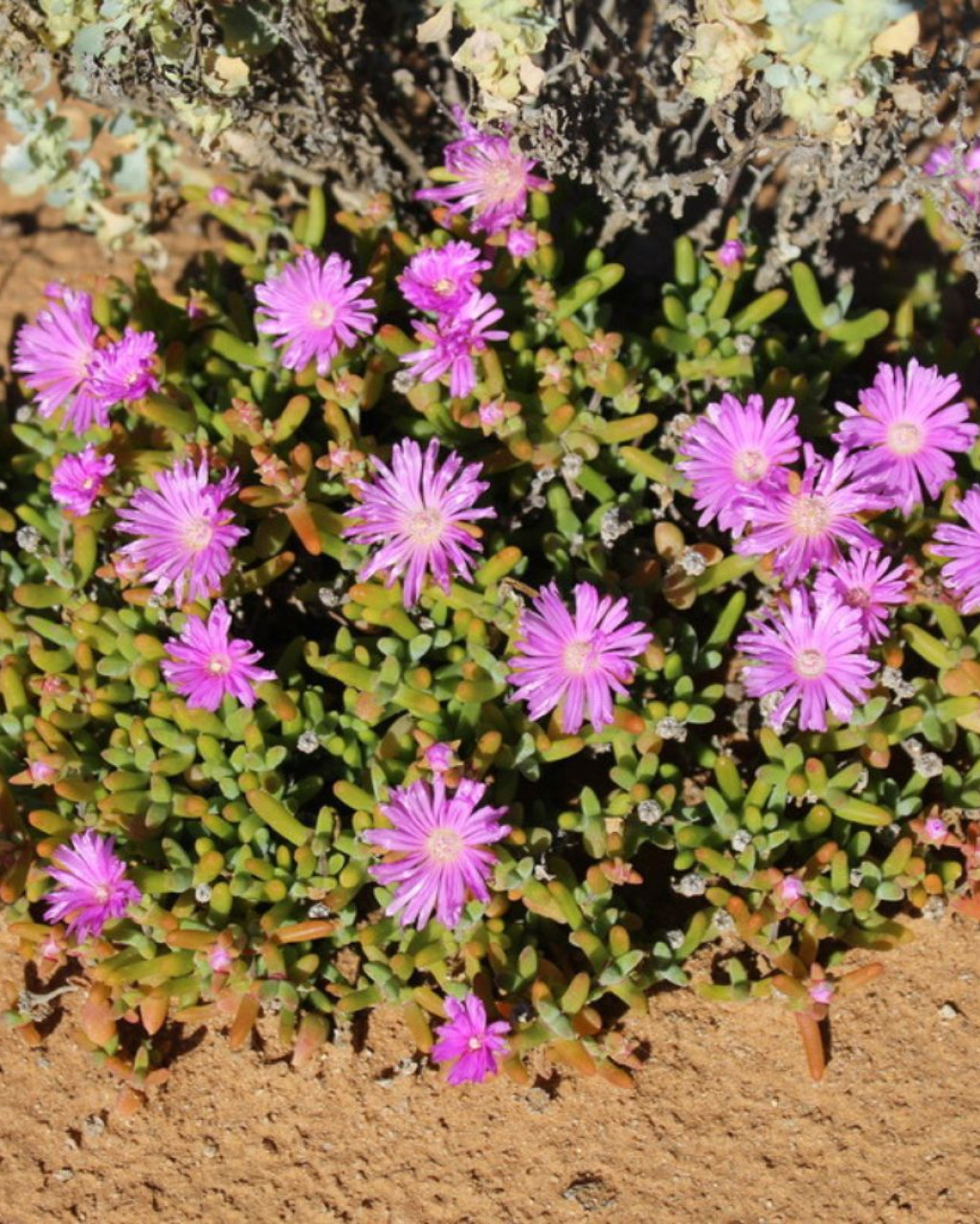 Drosanthemopsis