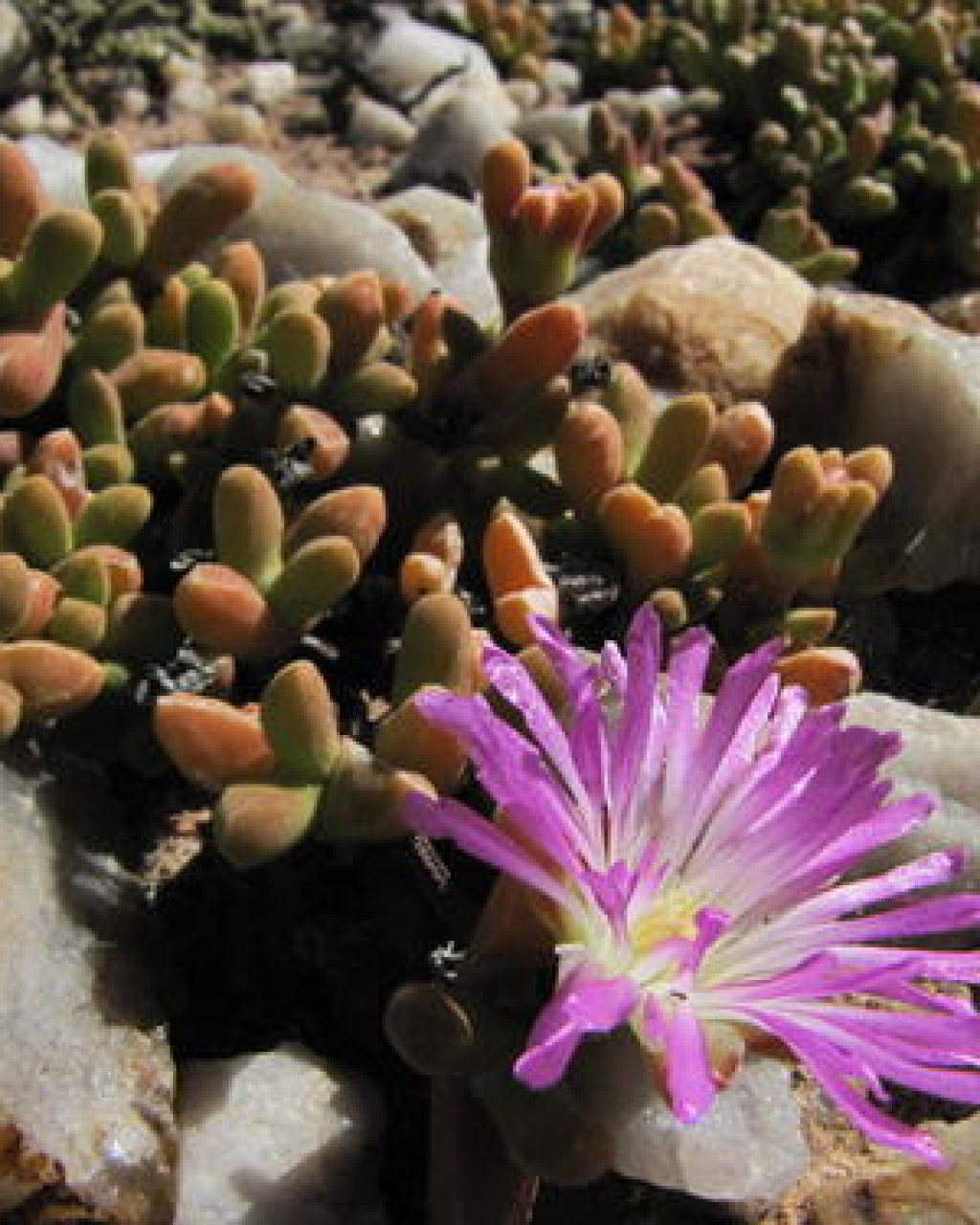 Drosanthemopsis bella