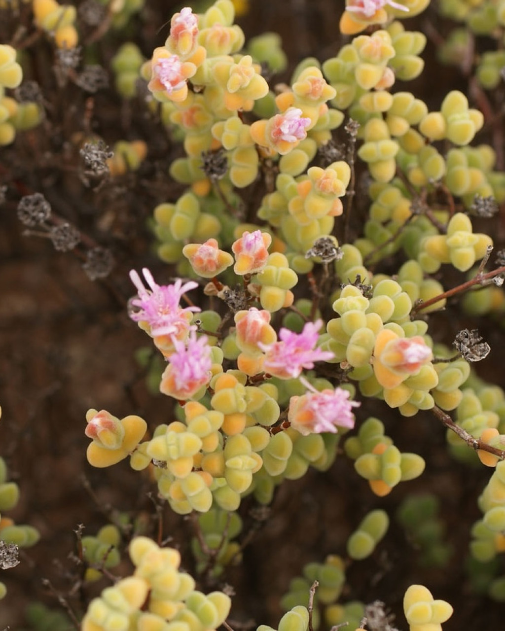 Drosanthemopsis diversifolia
