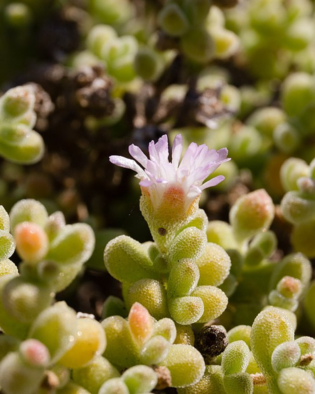 Drosanthemum albens