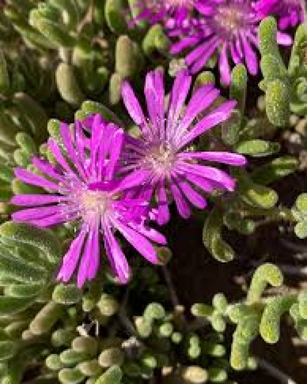 Drosanthemum archeri