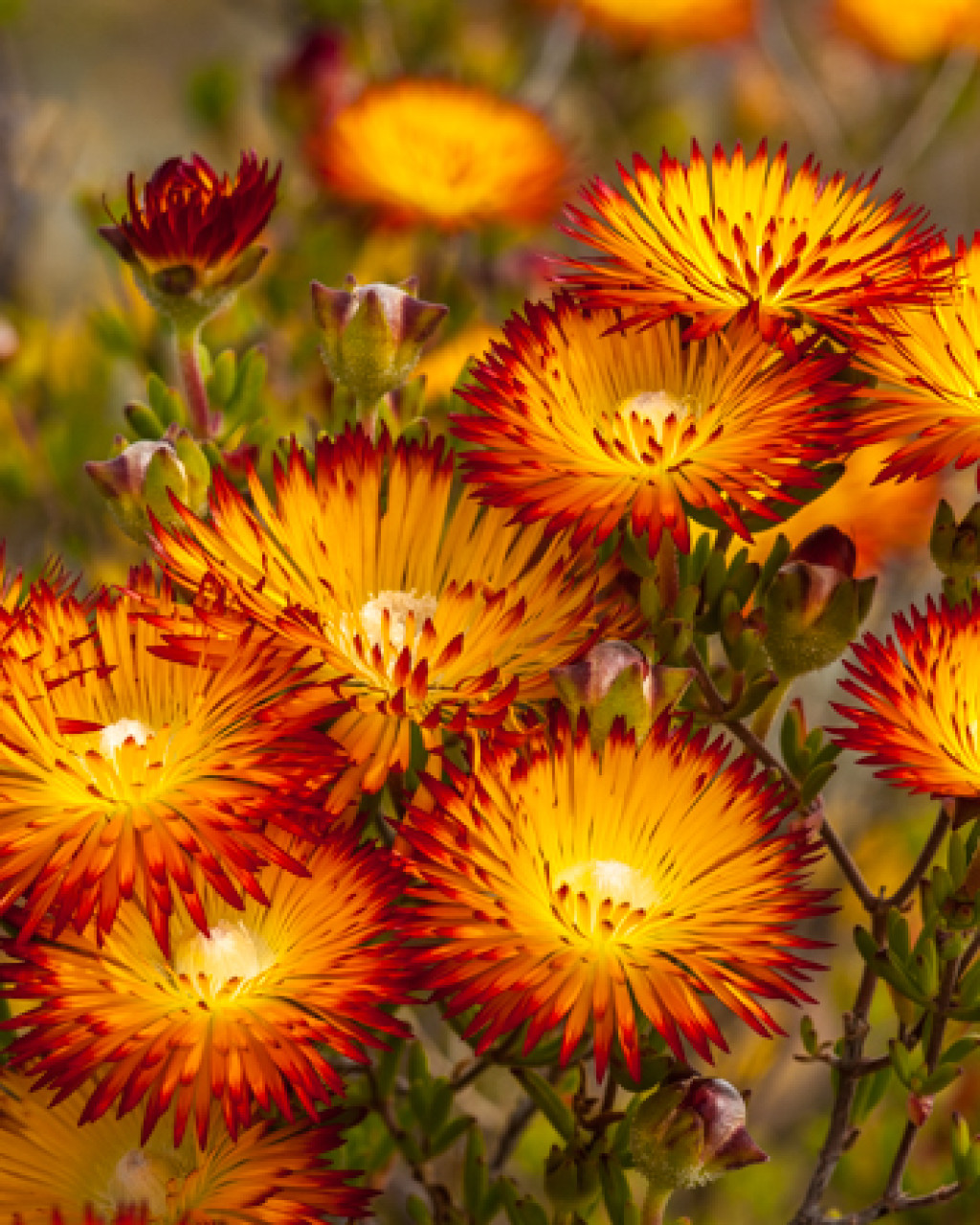 Drosanthemum bicolor