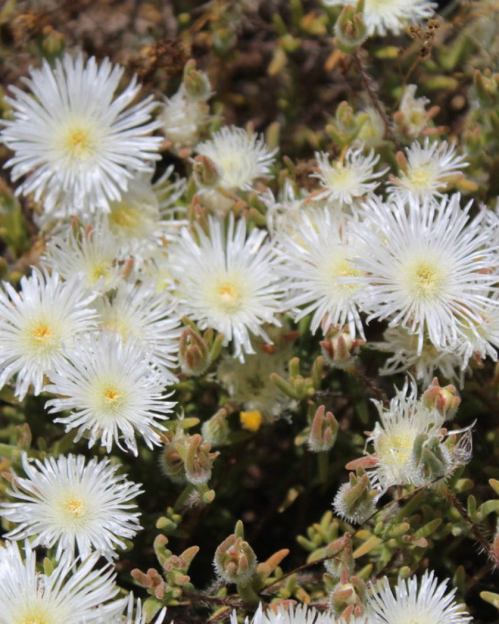 Drosanthemum calycinum