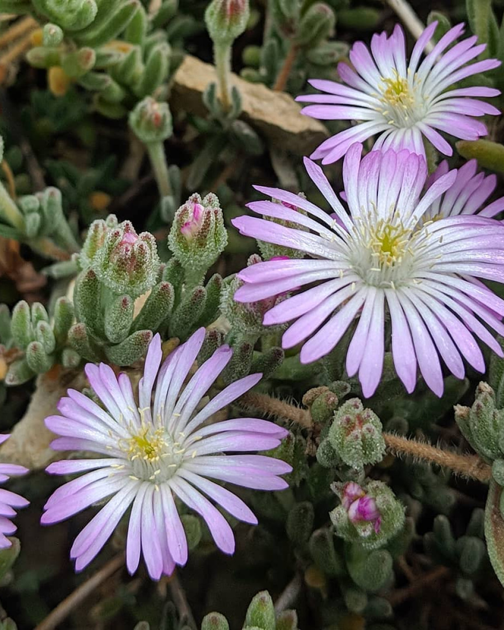 Drosanthemum candens