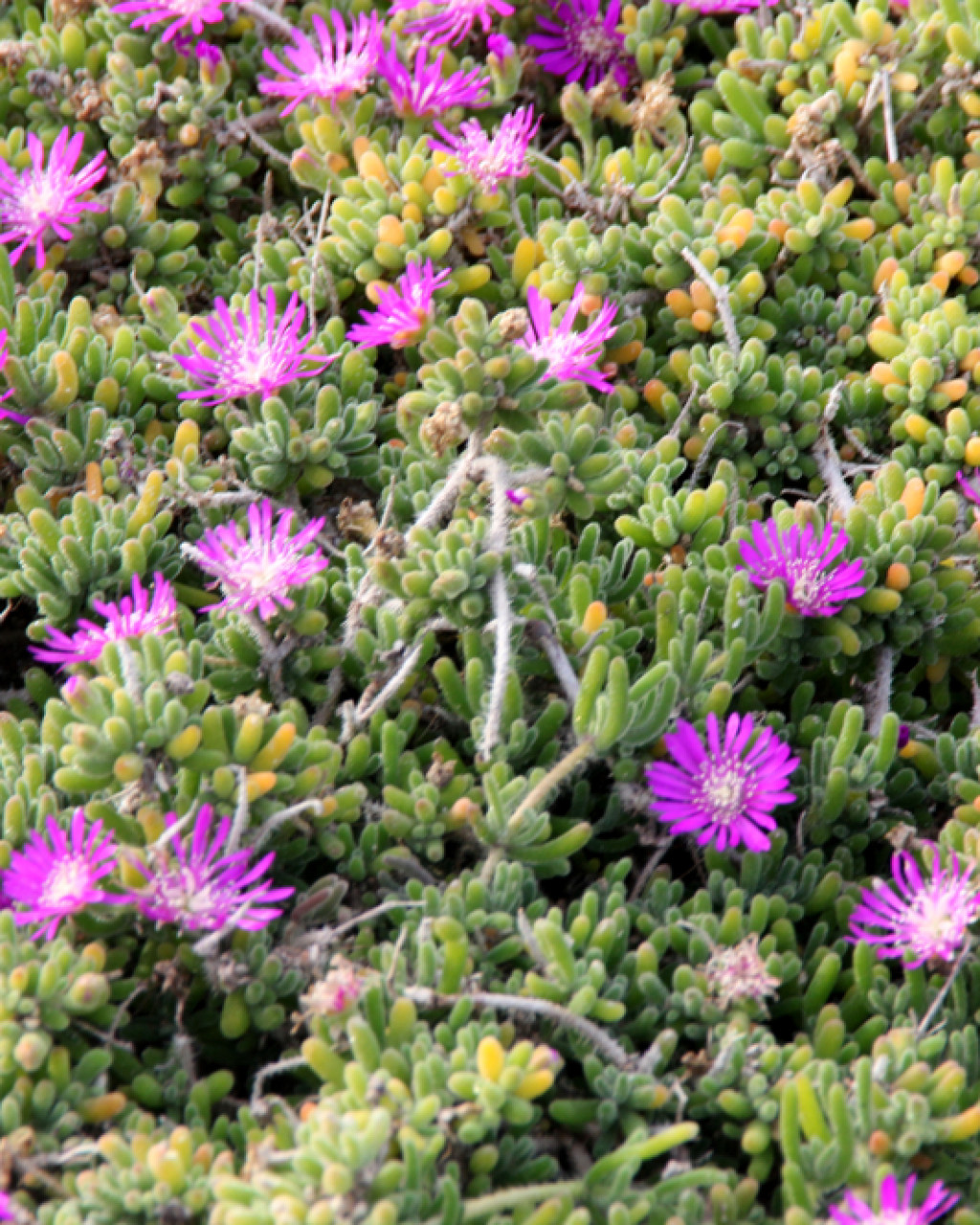 Drosanthemum capillare