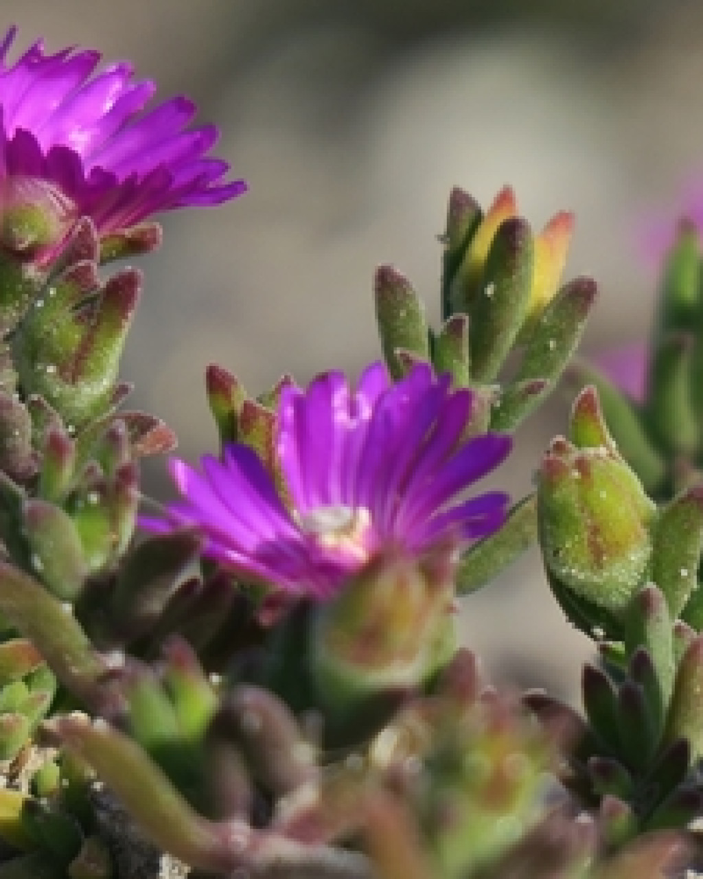 Drosanthemum cereale