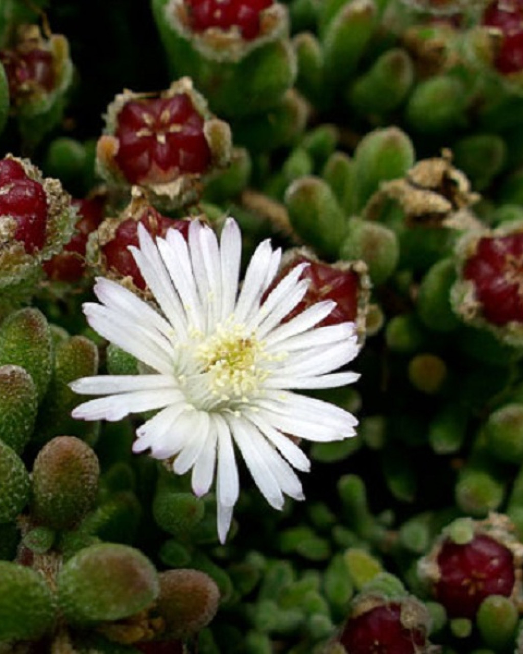 Drosanthemum concavum