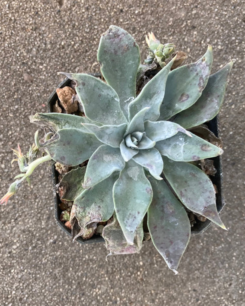 Dudleya abramsii