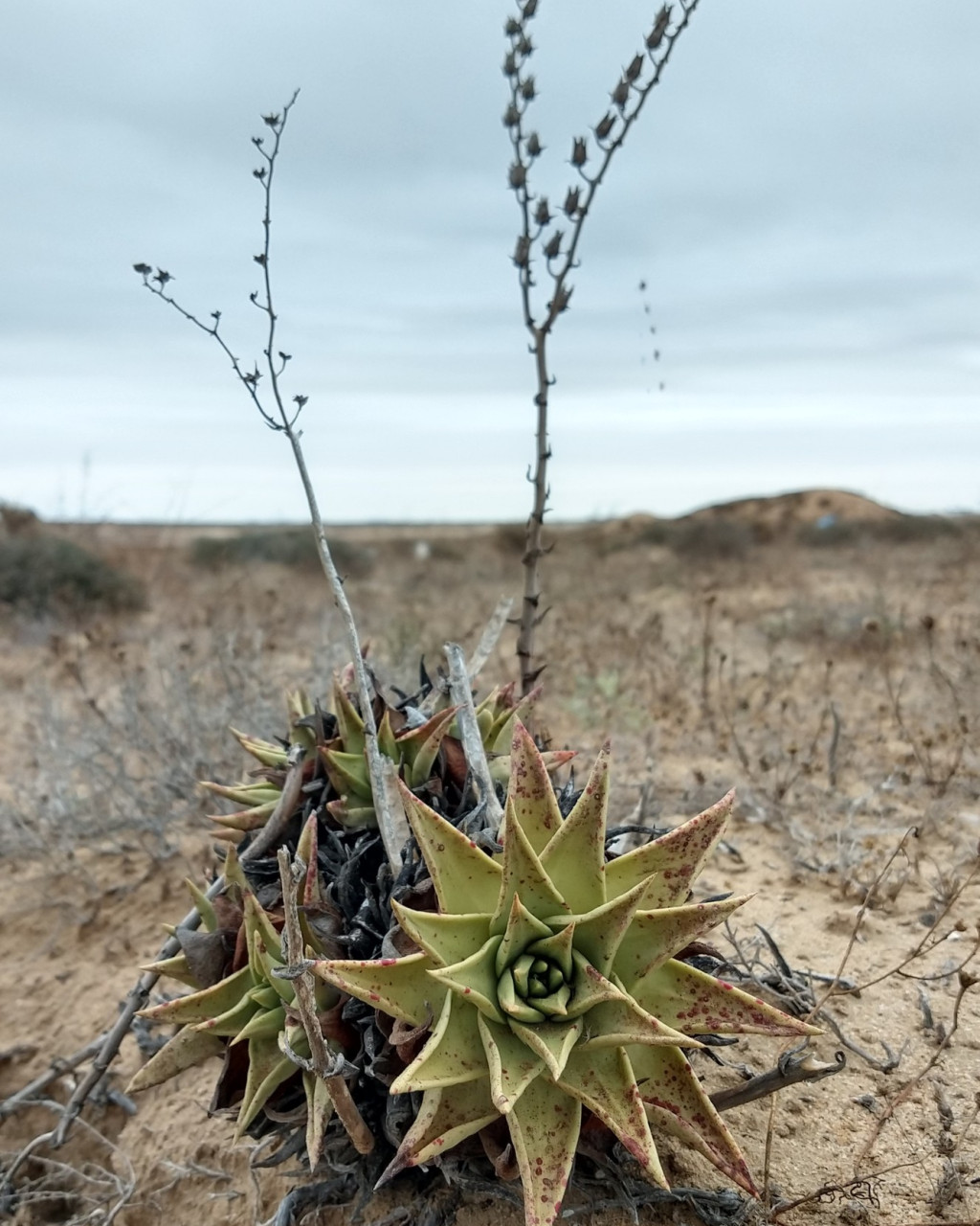 Dudleya acuminata