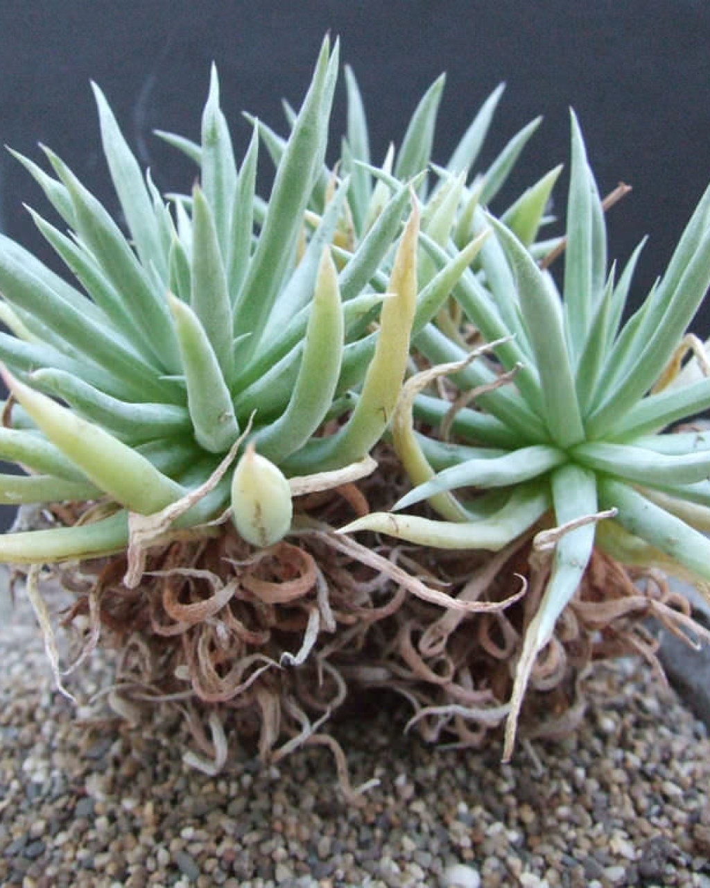 Dudleya albiflora