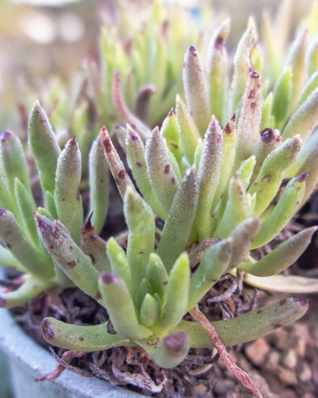 Dudleya anomola