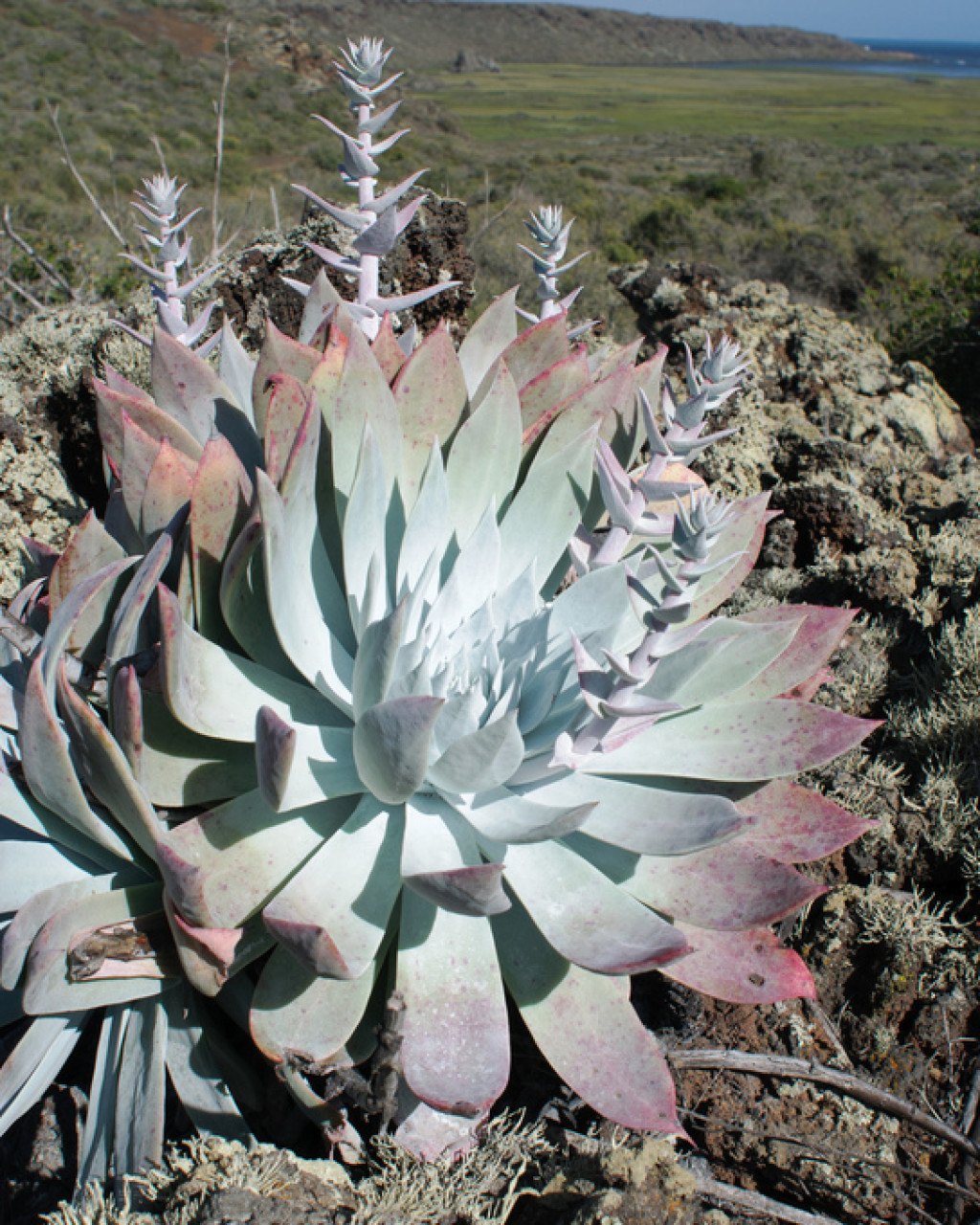 Dudleya anthonyi