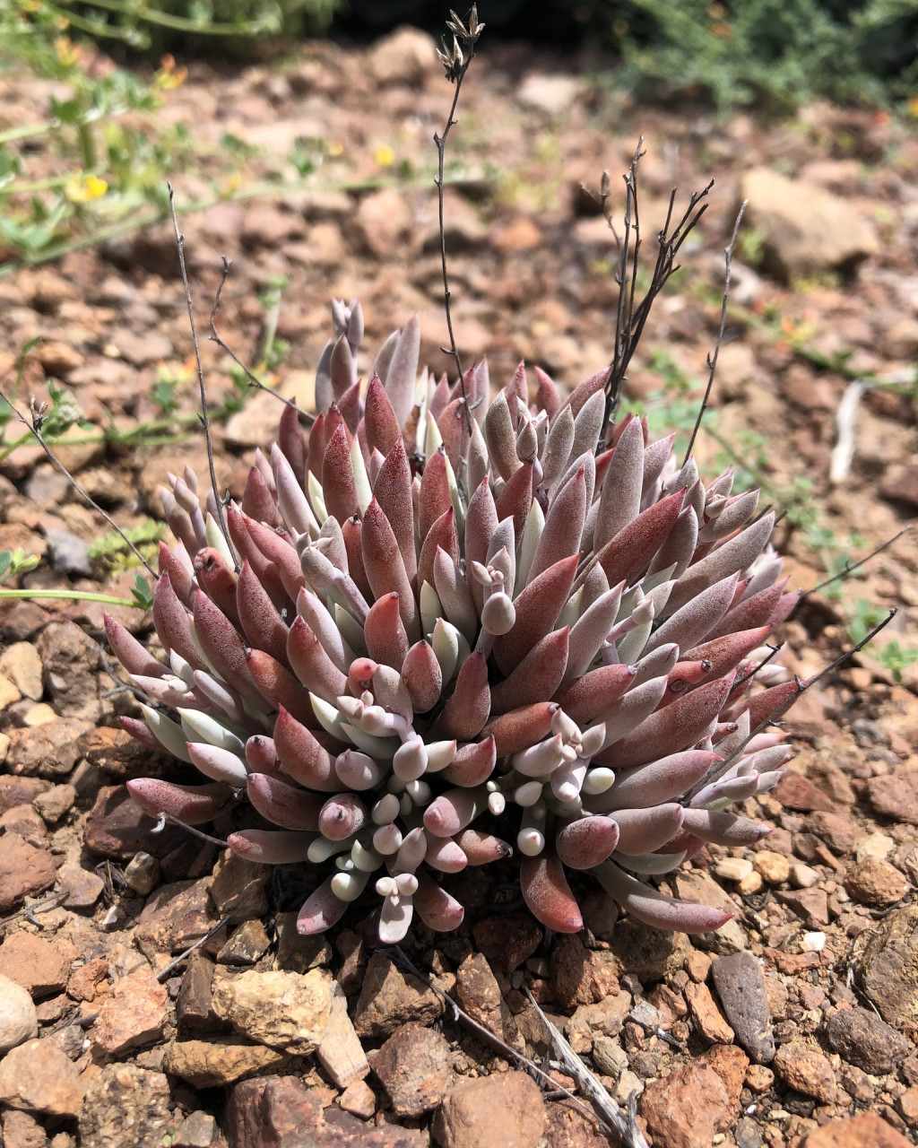 Dudleya attenuata