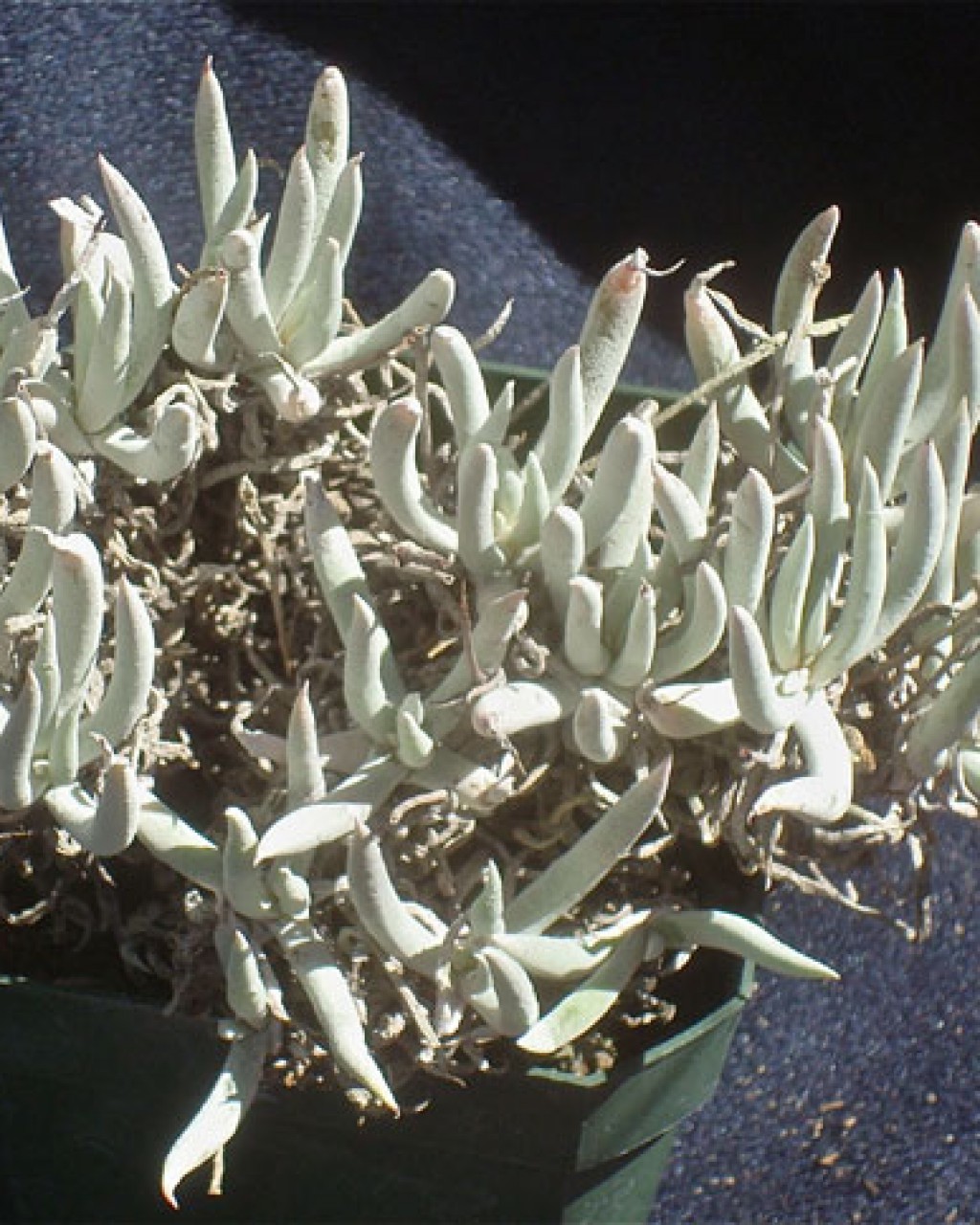 Dudleya Attenuata