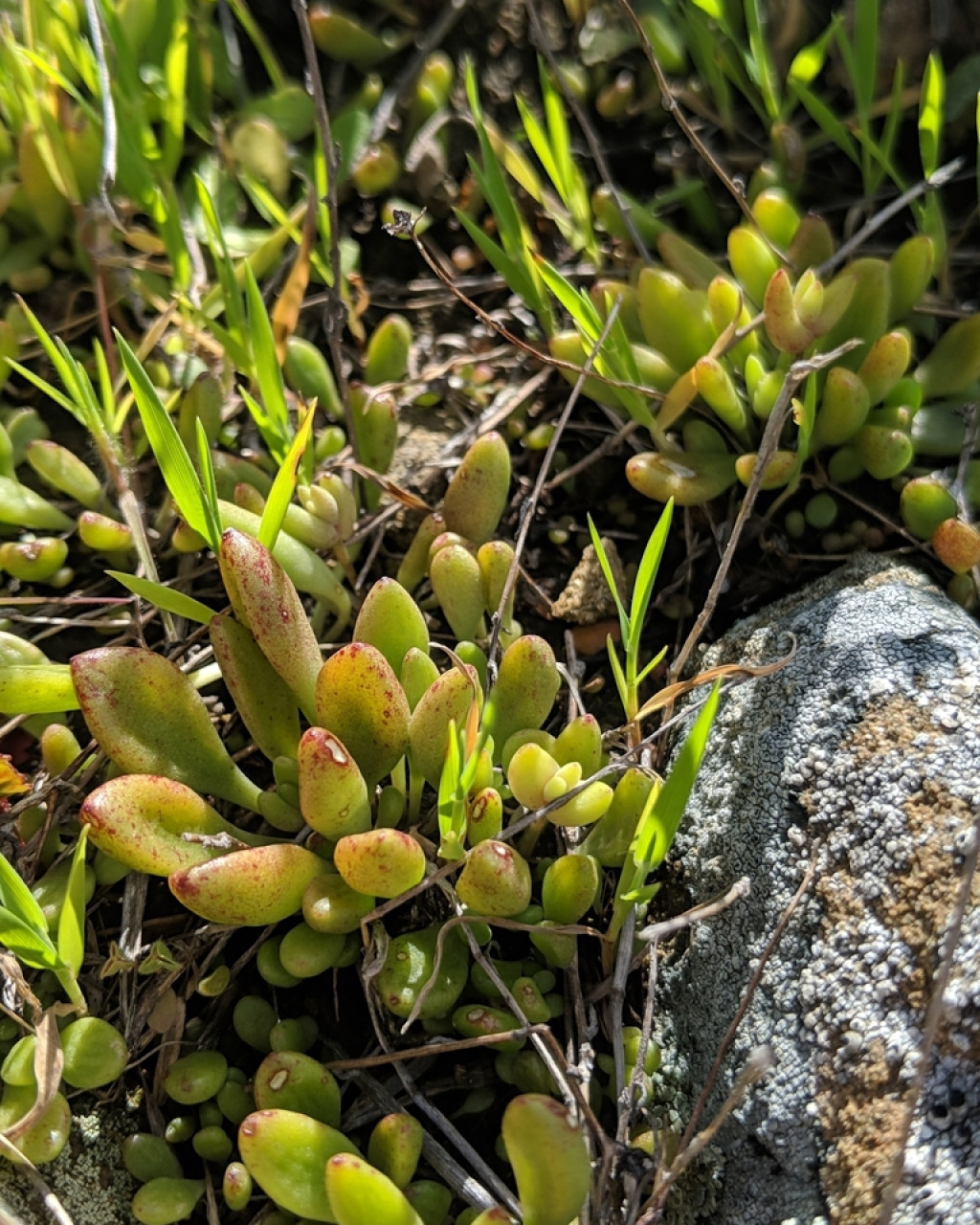 Dudleya blochmaniae