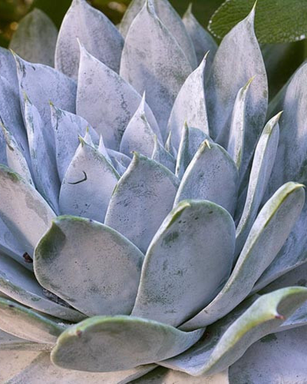 Dudleya brittonii